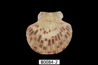 藏品(瑪卡莎海扇蛤)的圖片